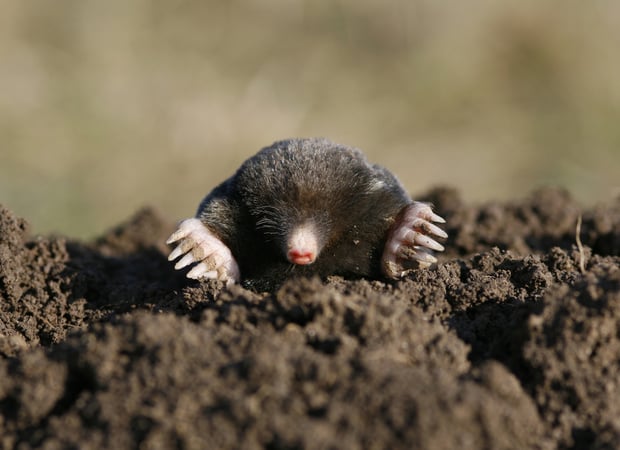 Black Mole on the Ground