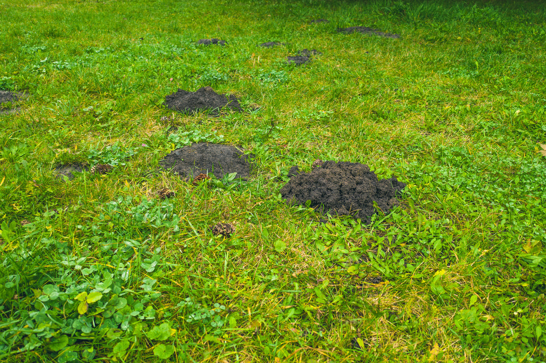 Several Mole Hills on the green Garden Yard - damage to the garden yard by moles